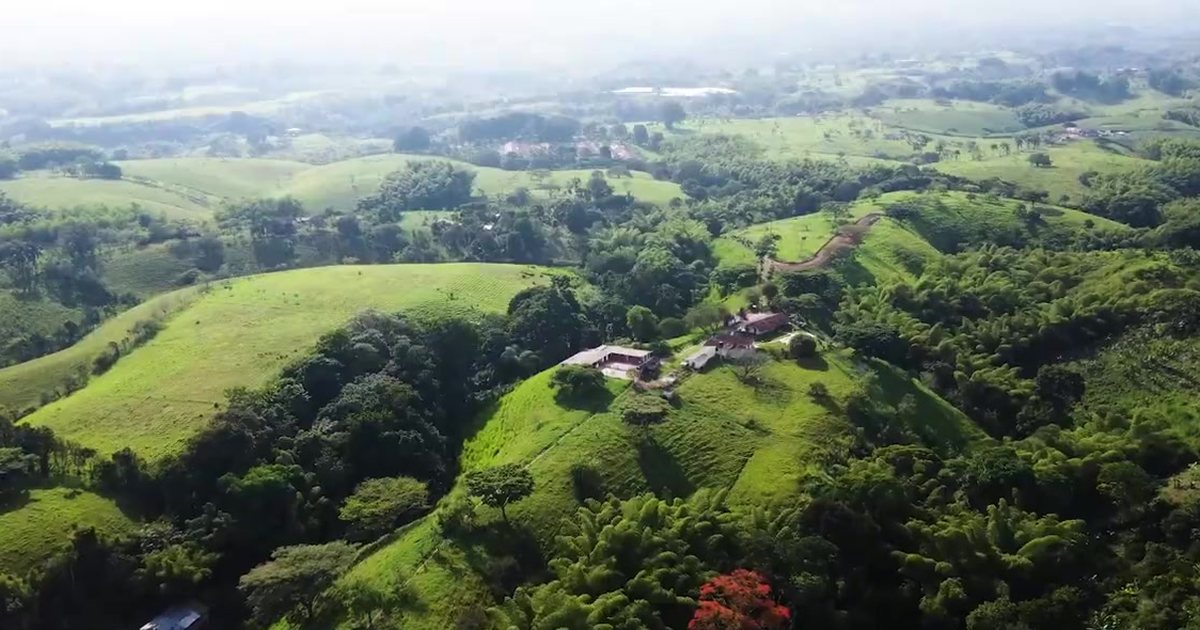 Vista aérea de las colinas verdes y guaduales del Paisaje Cultural Cafetero en Ulloa, Valle del Cauca
